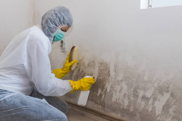 Best Basement Mold Removal  in Ashland, WI