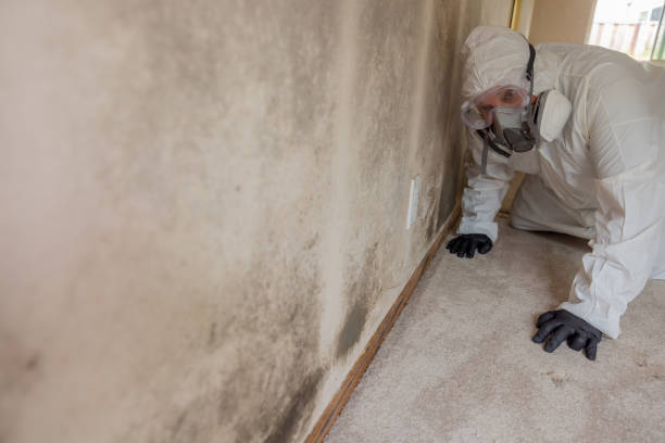 Best Real Estate Mold Inspection  in Ashland, WI